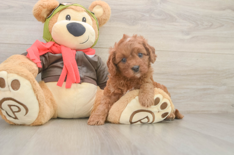 Happy Cavapoo Baby