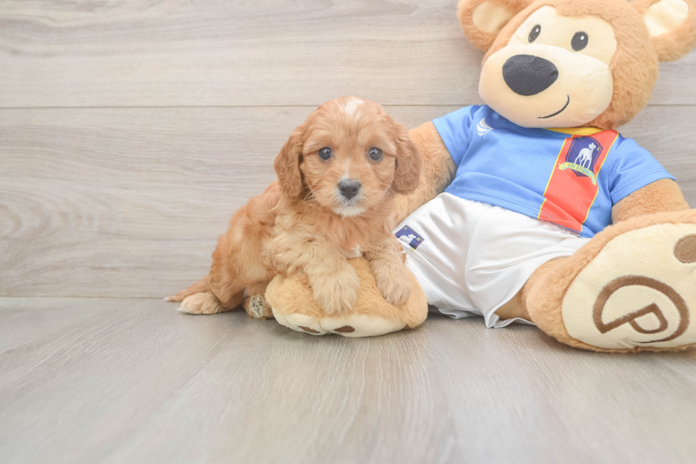 Best Cavapoo Baby
