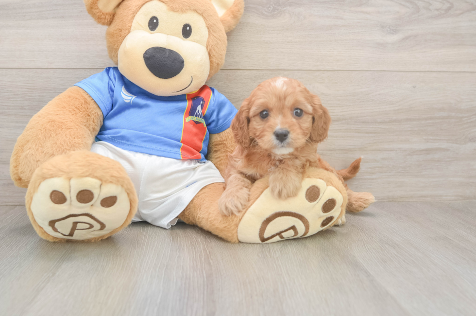 5 week old Cavapoo Puppy For Sale - Premier Pups