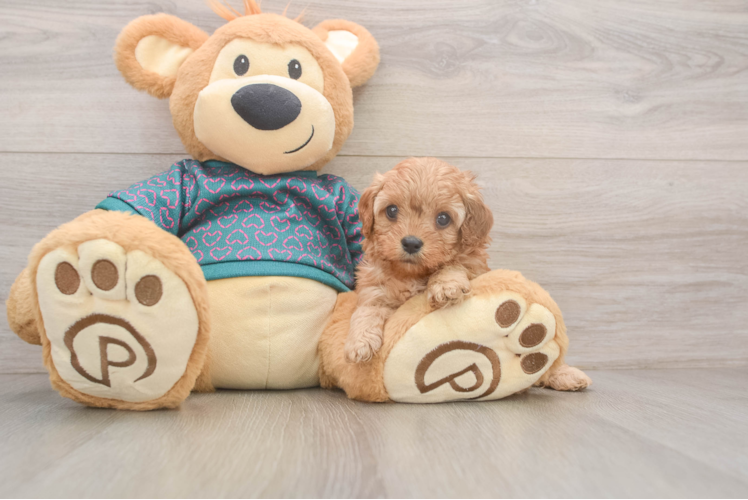 Playful Cavapoodle Poodle Mix Puppy