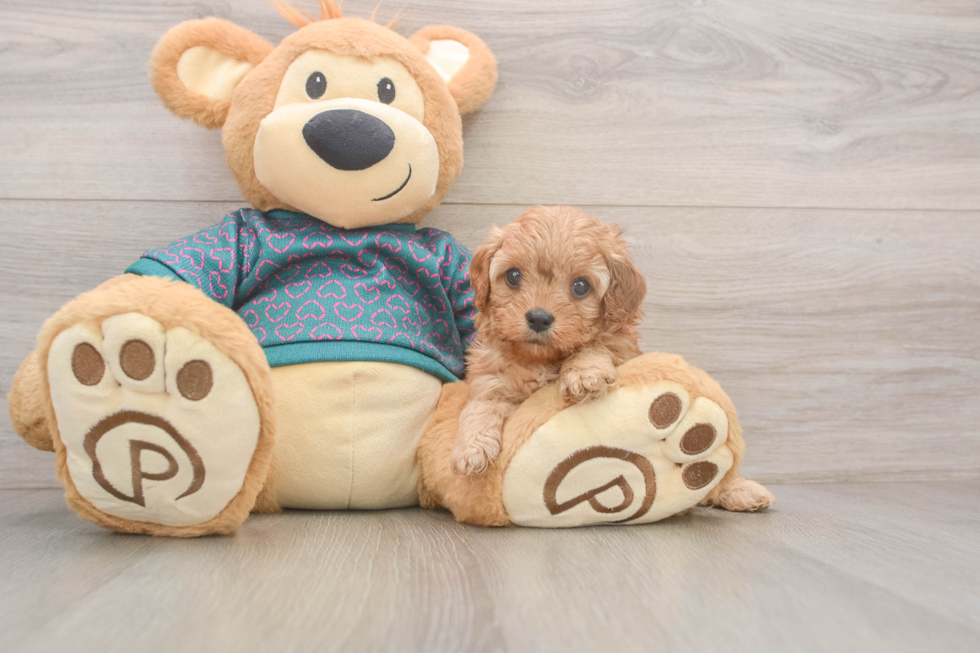 Playful Cavapoodle Poodle Mix Puppy