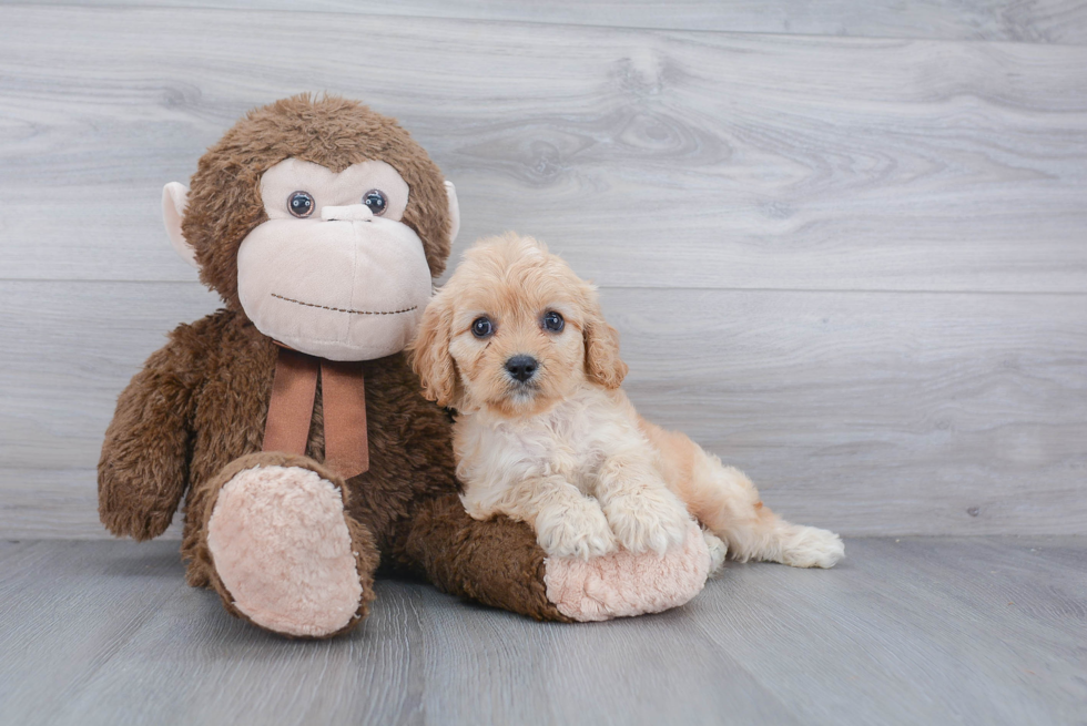 Cavapoo Pup Being Cute