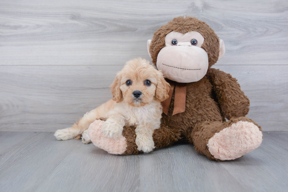 Popular Cavapoo Poodle Mix Pup