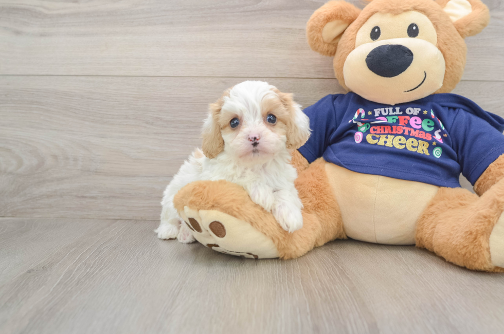 6 week old Cavapoo Puppy For Sale - Premier Pups