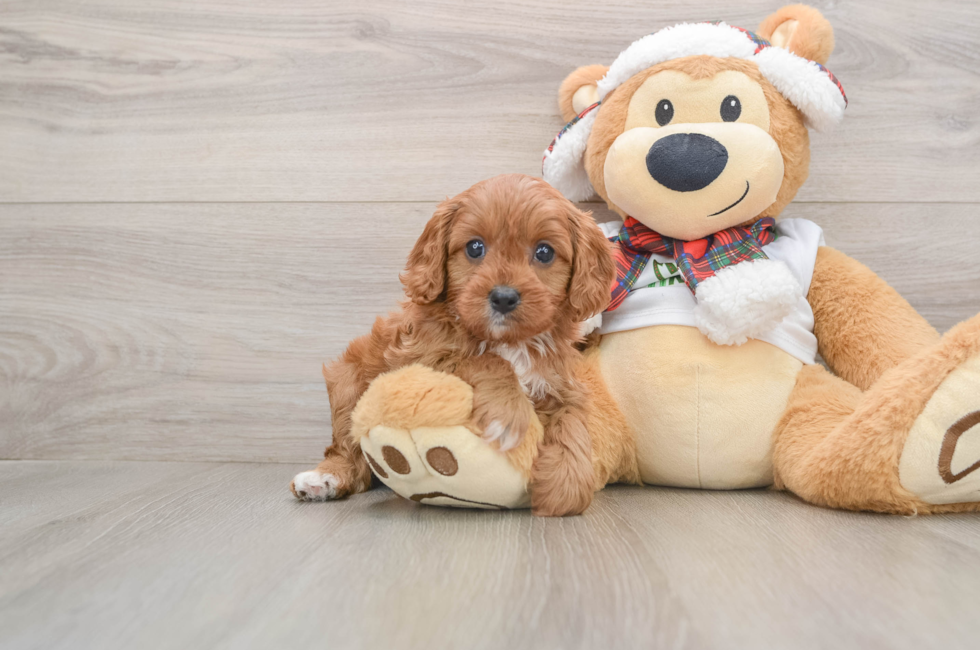 5 week old Cavapoo Puppy For Sale - Premier Pups
