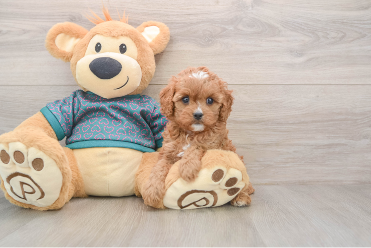 Cavapoo Puppy for Adoption