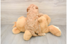 Popular Cavapoo Poodle Mix Pup