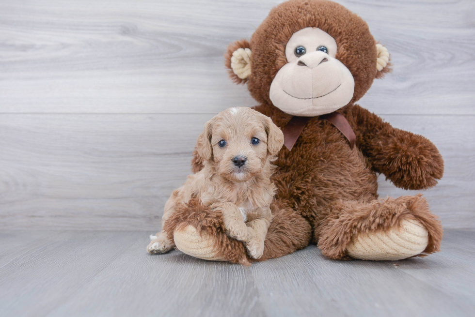 Small Cavapoo Baby