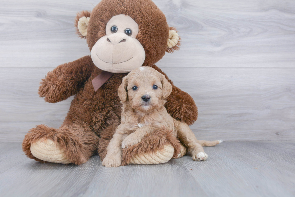 Little Cavoodle Poodle Mix Puppy