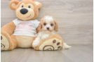 Cavapoo Pup Being Cute