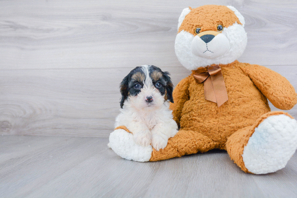 Energetic Cavoodle Poodle Mix Puppy