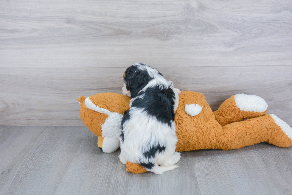 Popular Cavapoo Poodle Mix Pup