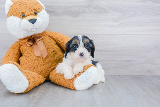 Playful Cavoodle Poodle Mix Puppy