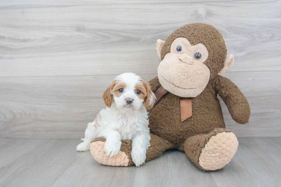 Cute Cavapoo Baby