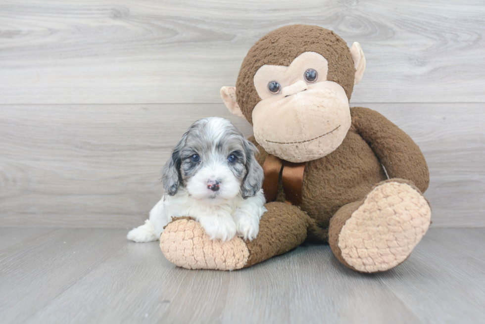 Petite Cavapoo Poodle Mix Pup