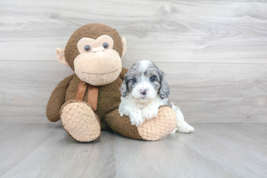 Playful Cavoodle Poodle Mix Puppy