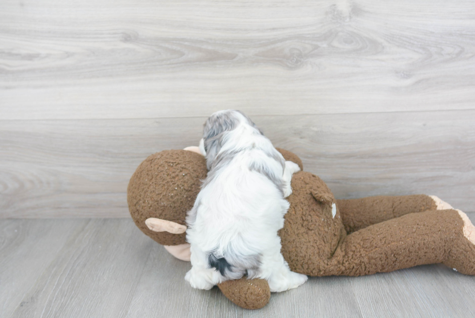 Cavapoo Puppy for Adoption