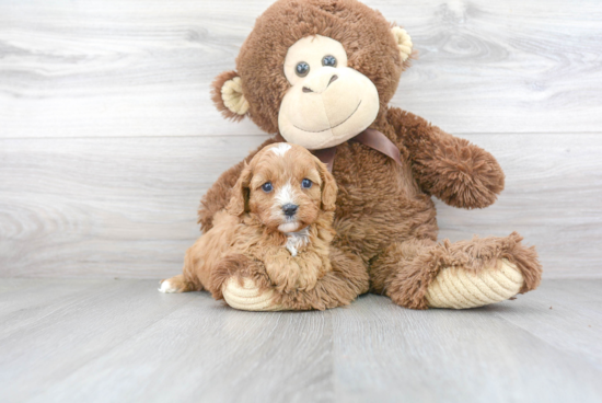 Best Cavapoo Baby