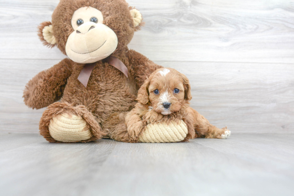 Petite Cavapoo Poodle Mix Pup