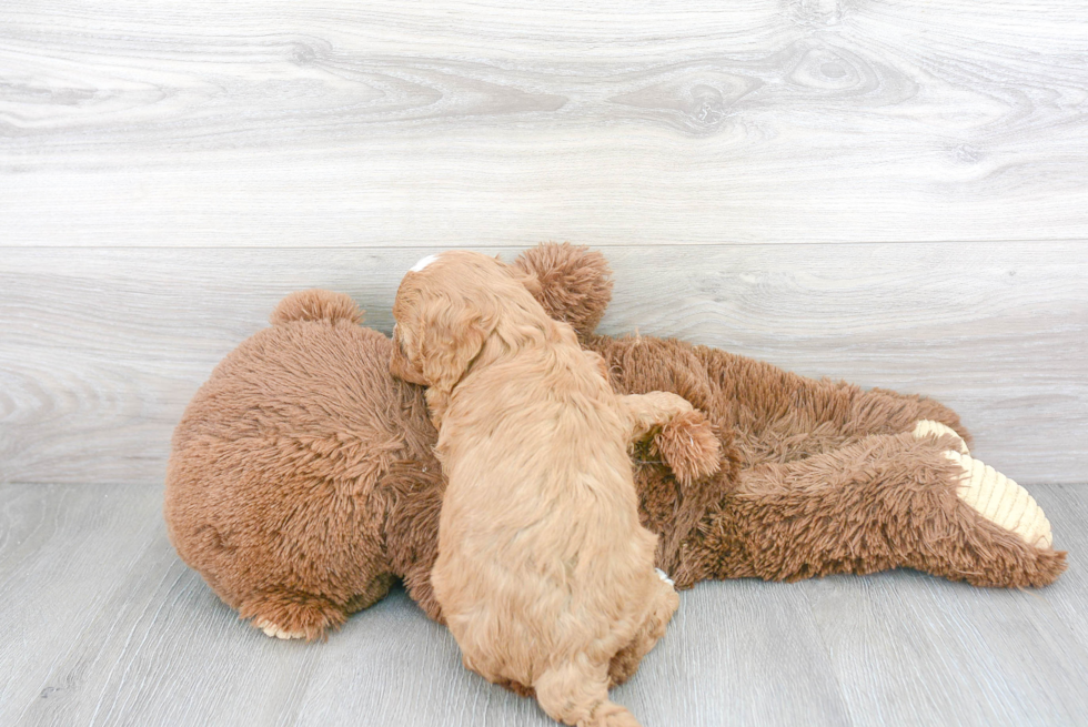 Cavapoo Pup Being Cute