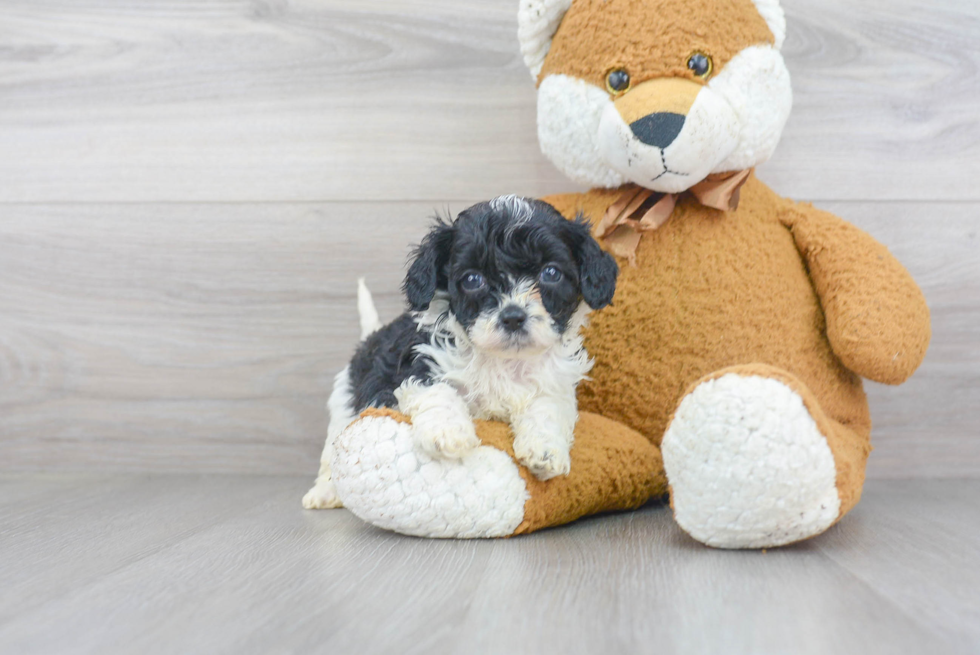 Popular Cavapoo Poodle Mix Pup