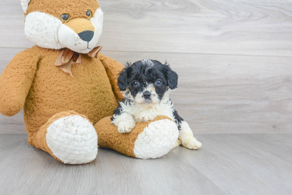 Best Cavapoo Baby