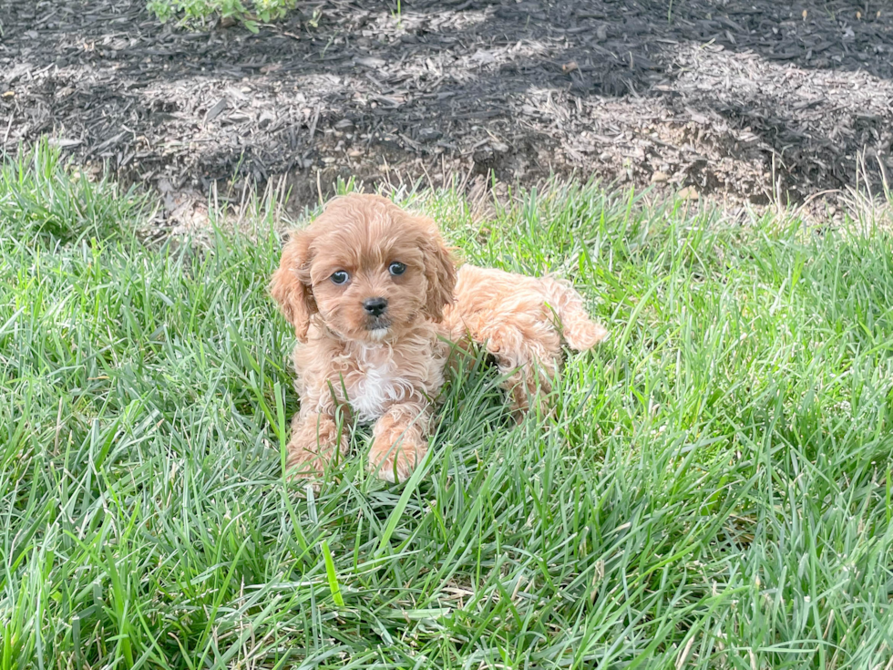 Smart Cavapoo Poodle Mix Pup