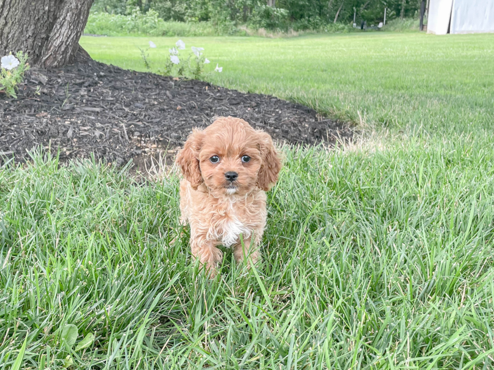 Small Cavapoo Baby