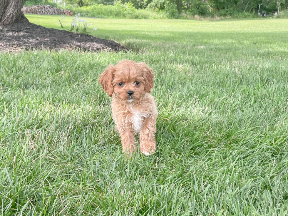 Cavapoo Pup Being Cute