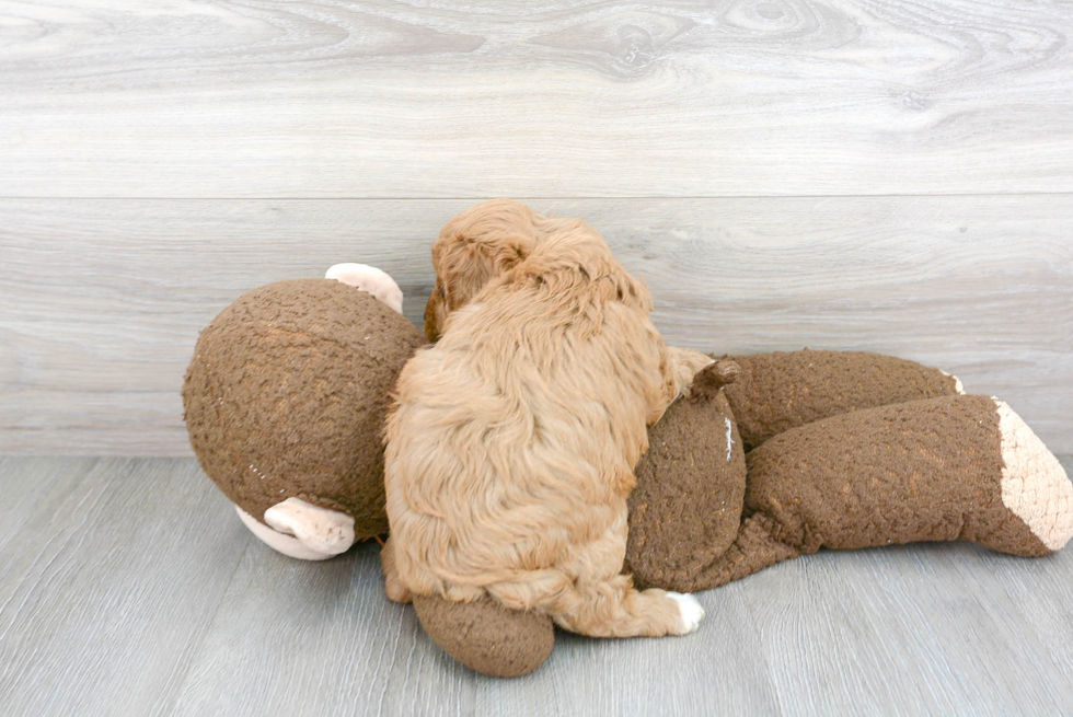 Energetic Cavoodle Poodle Mix Puppy