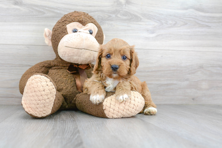 Friendly Cavapoo Baby