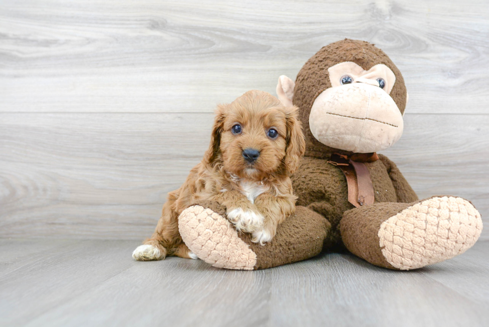 Cavapoo Puppy for Adoption