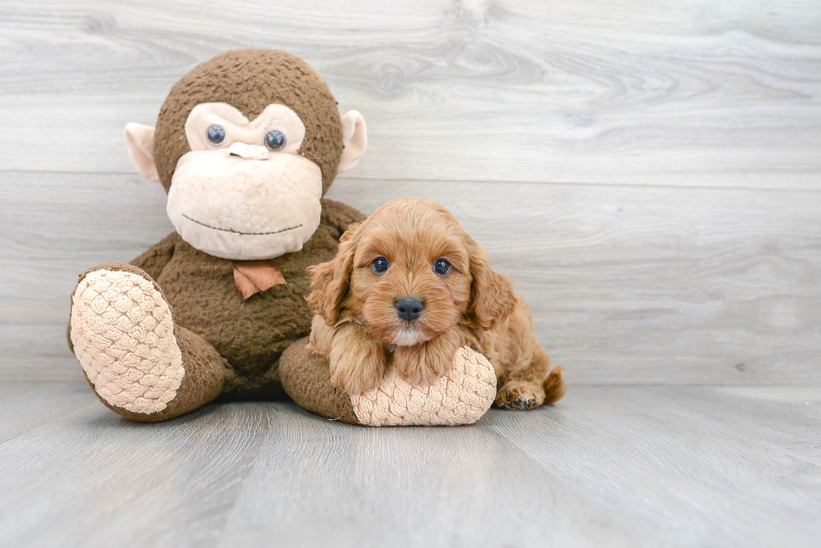 Adorable Cavoodle Poodle Mix Puppy