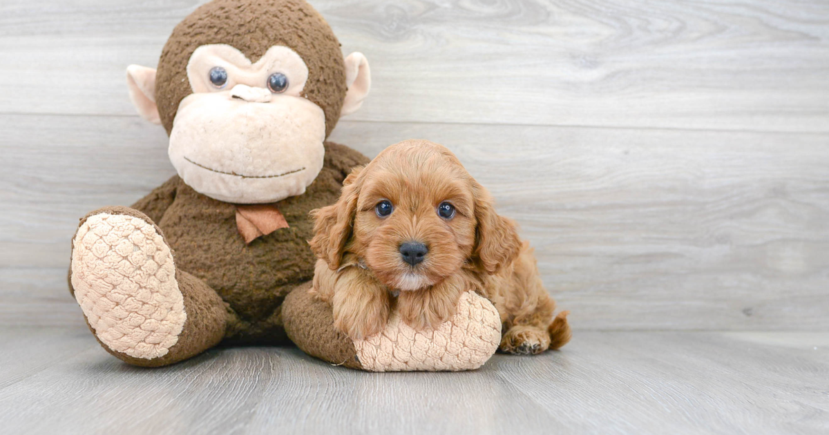 Petite Cavapoo Flora: 4lb 2oz Doodle Puppy
