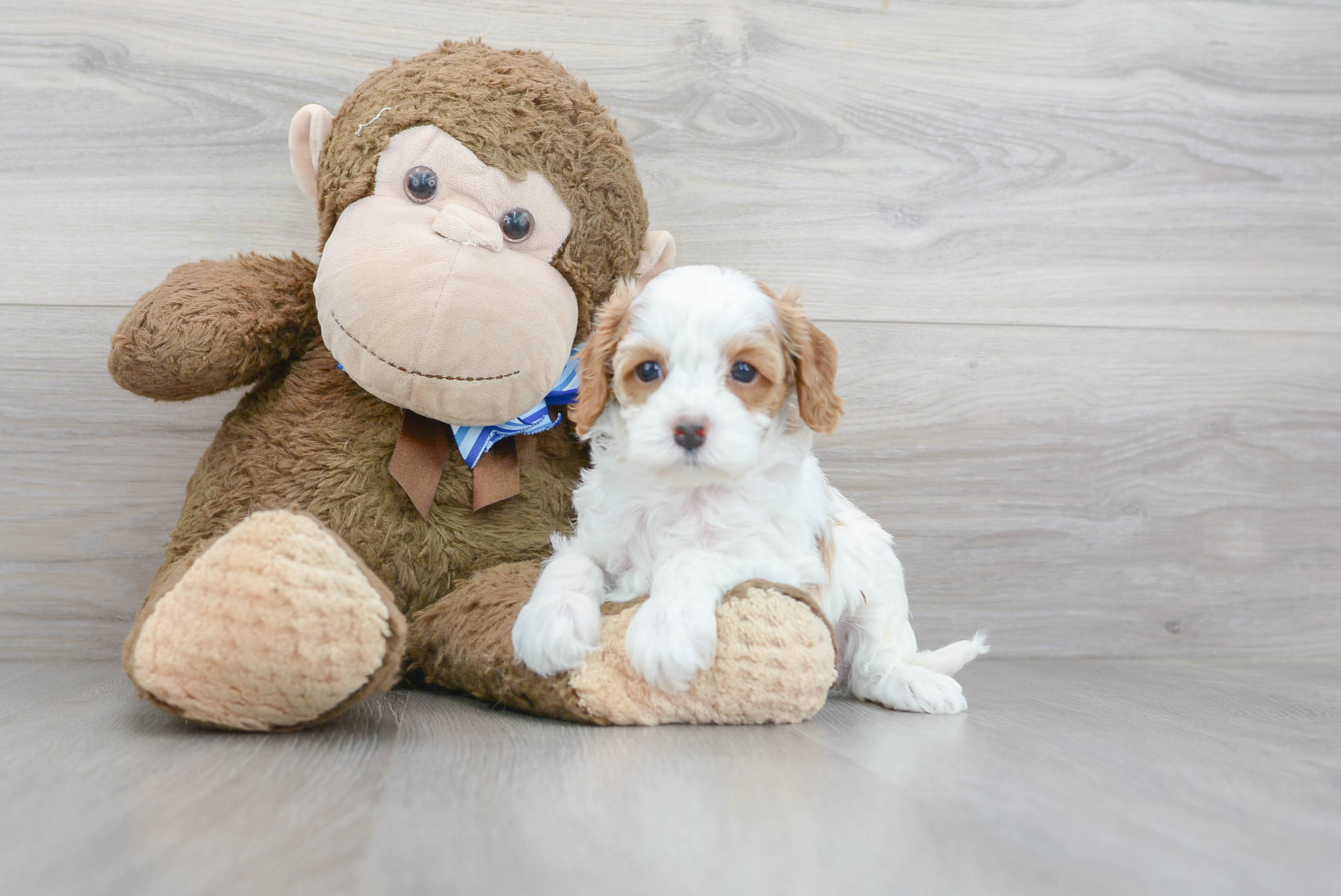 Cavapoo Puppy for Adoption