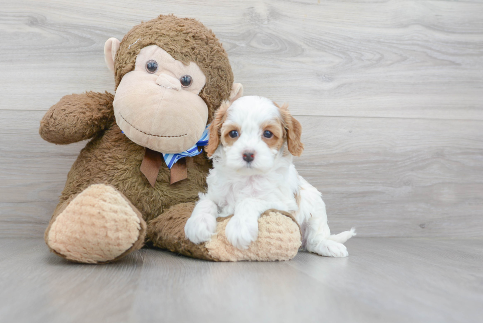 Cavapoo Puppy for Adoption