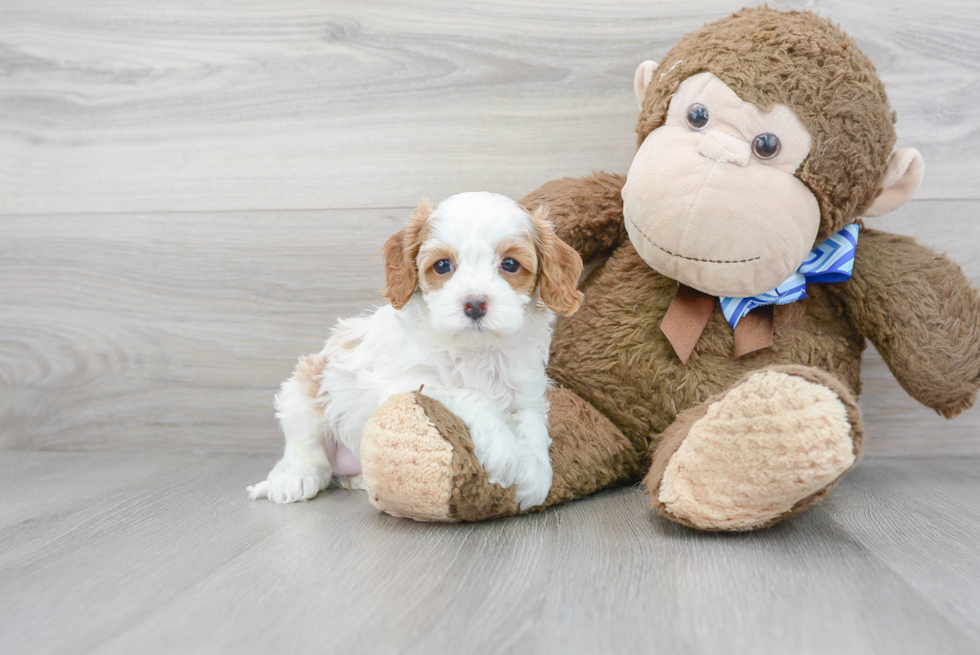 Best Cavapoo Baby