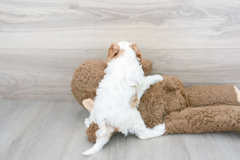 Best Cavapoo Baby