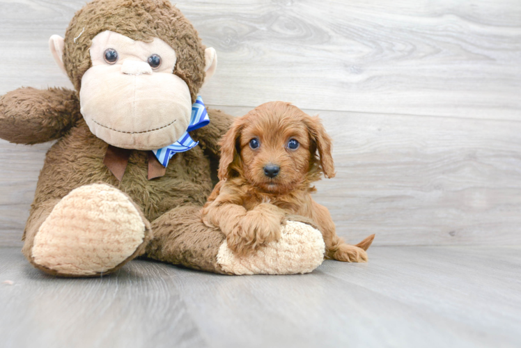 Best Cavapoo Baby