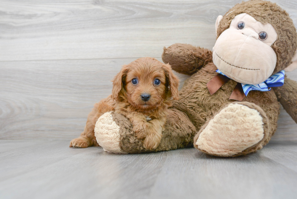 Cavapoo Pup Being Cute