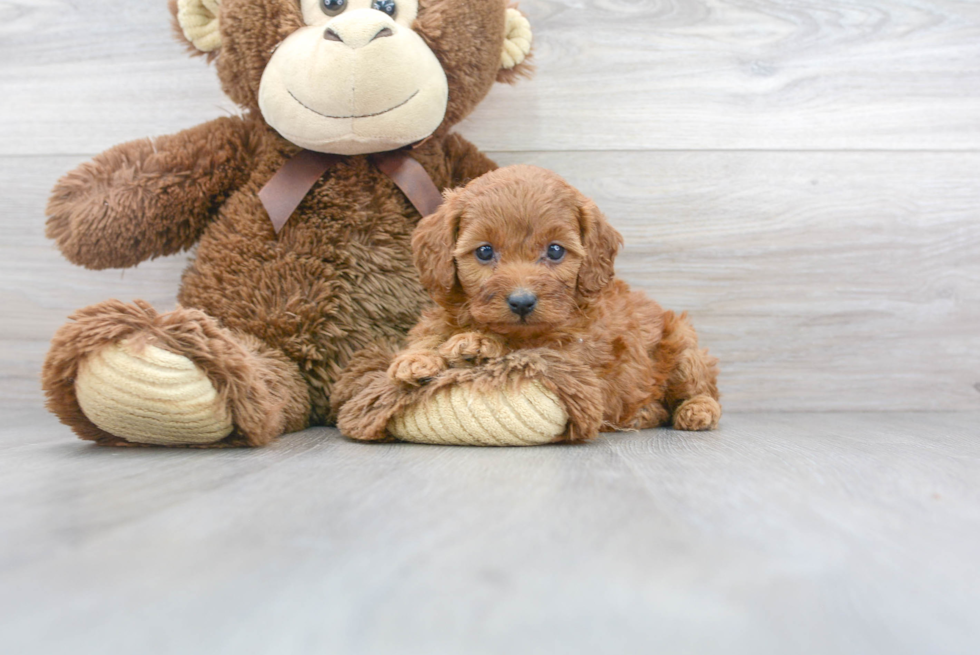 Adorable Cavoodle Poodle Mix Puppy