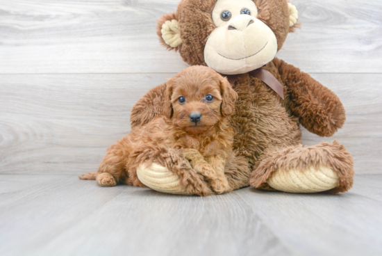 Cavapoo Pup Being Cute