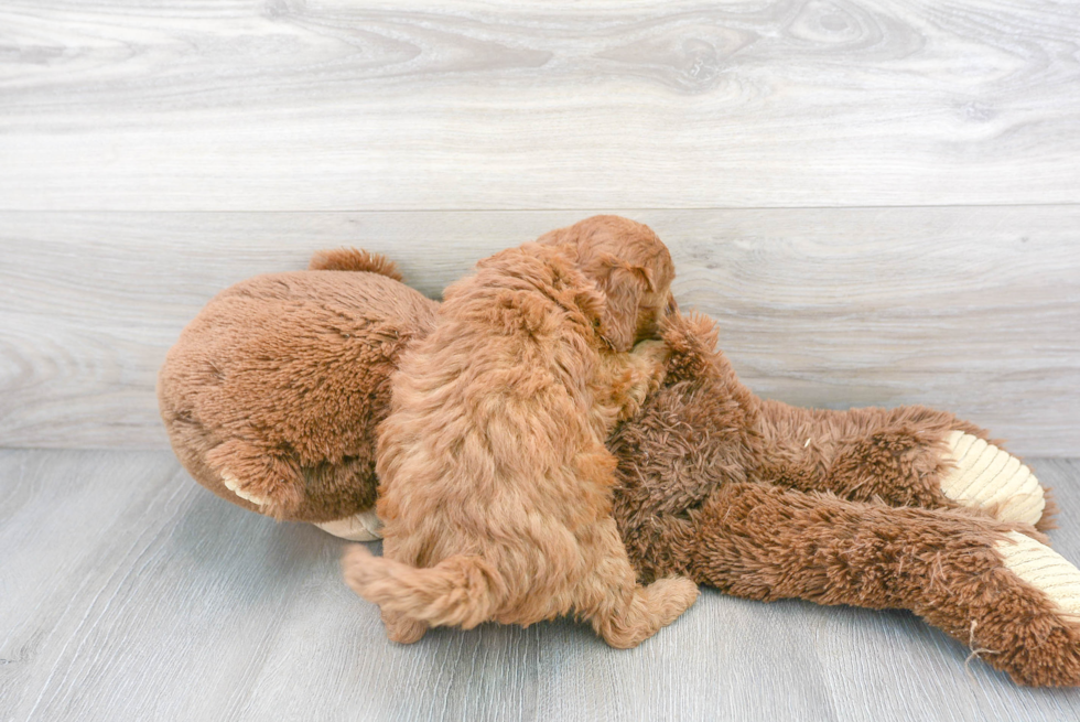 Cavapoo Pup Being Cute