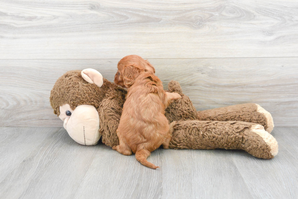 Cavapoo Puppy for Adoption