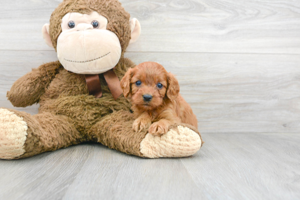 Cavapoo Pup Being Cute