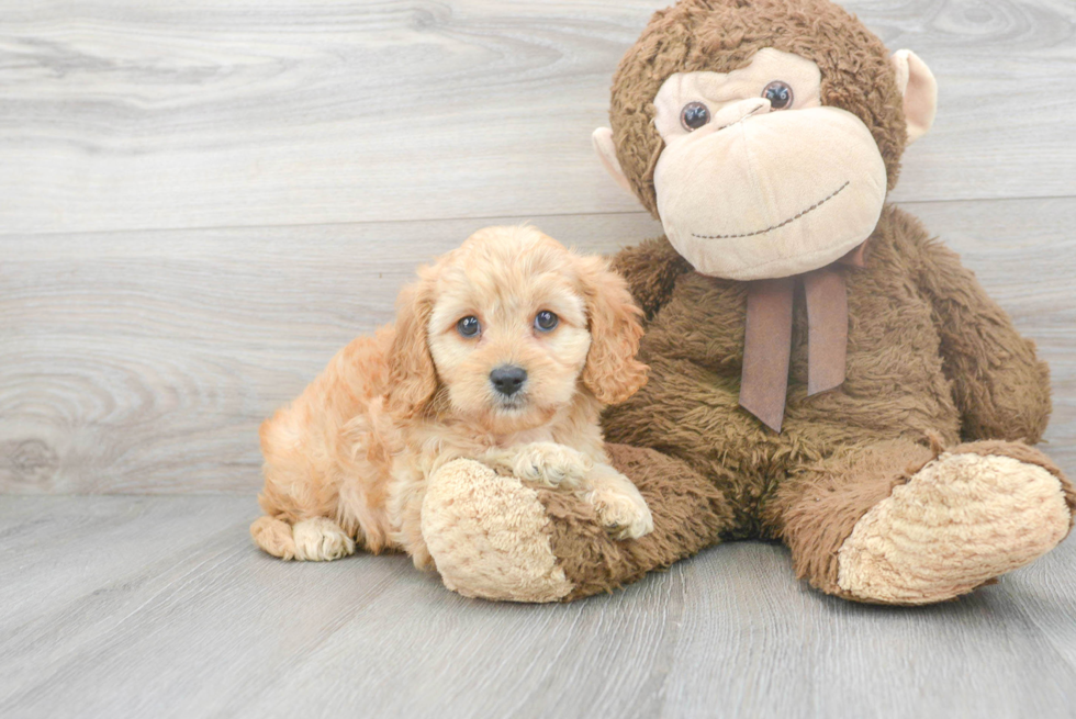 Cavapoo Puppy for Adoption