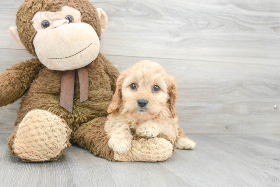 Cavapoo Puppy for Adoption