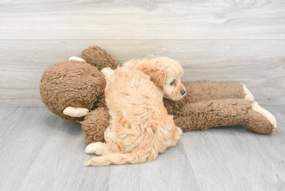 Playful Cavoodle Poodle Mix Puppy