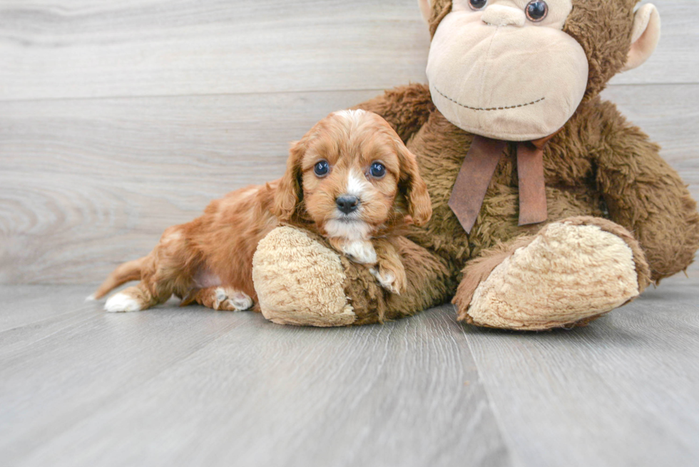 Cavapoo Pup Being Cute