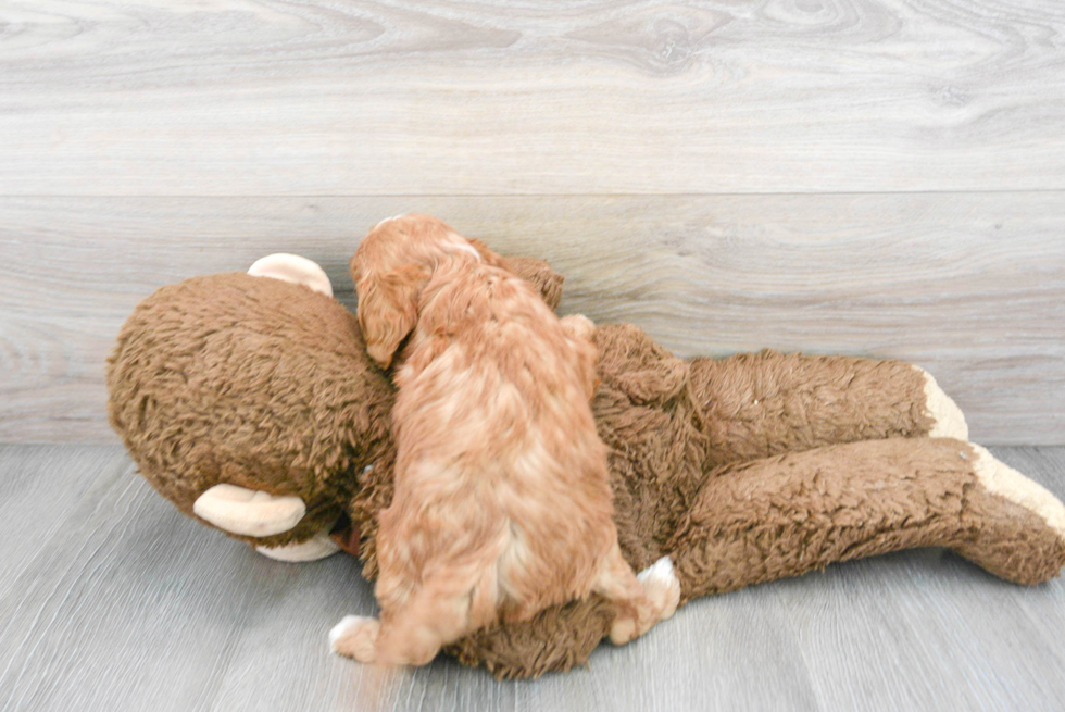 Little Cavoodle Poodle Mix Puppy